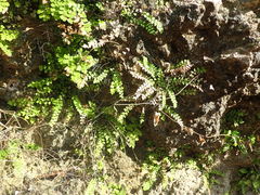 Adiantum deltoideum