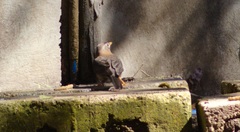 Turdus rufitorques