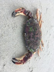 Metacarcinus novaezelandiae