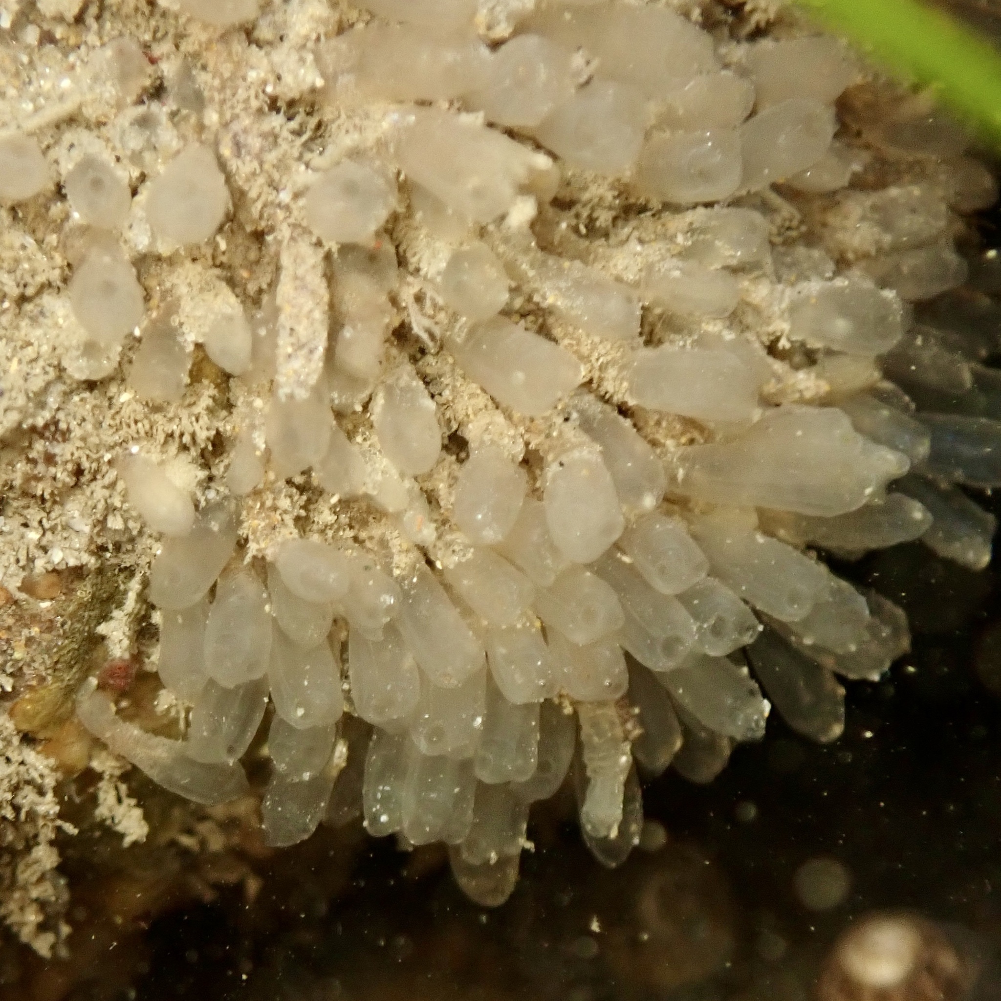 Euherdmania claviformis (Ritter, 1903)