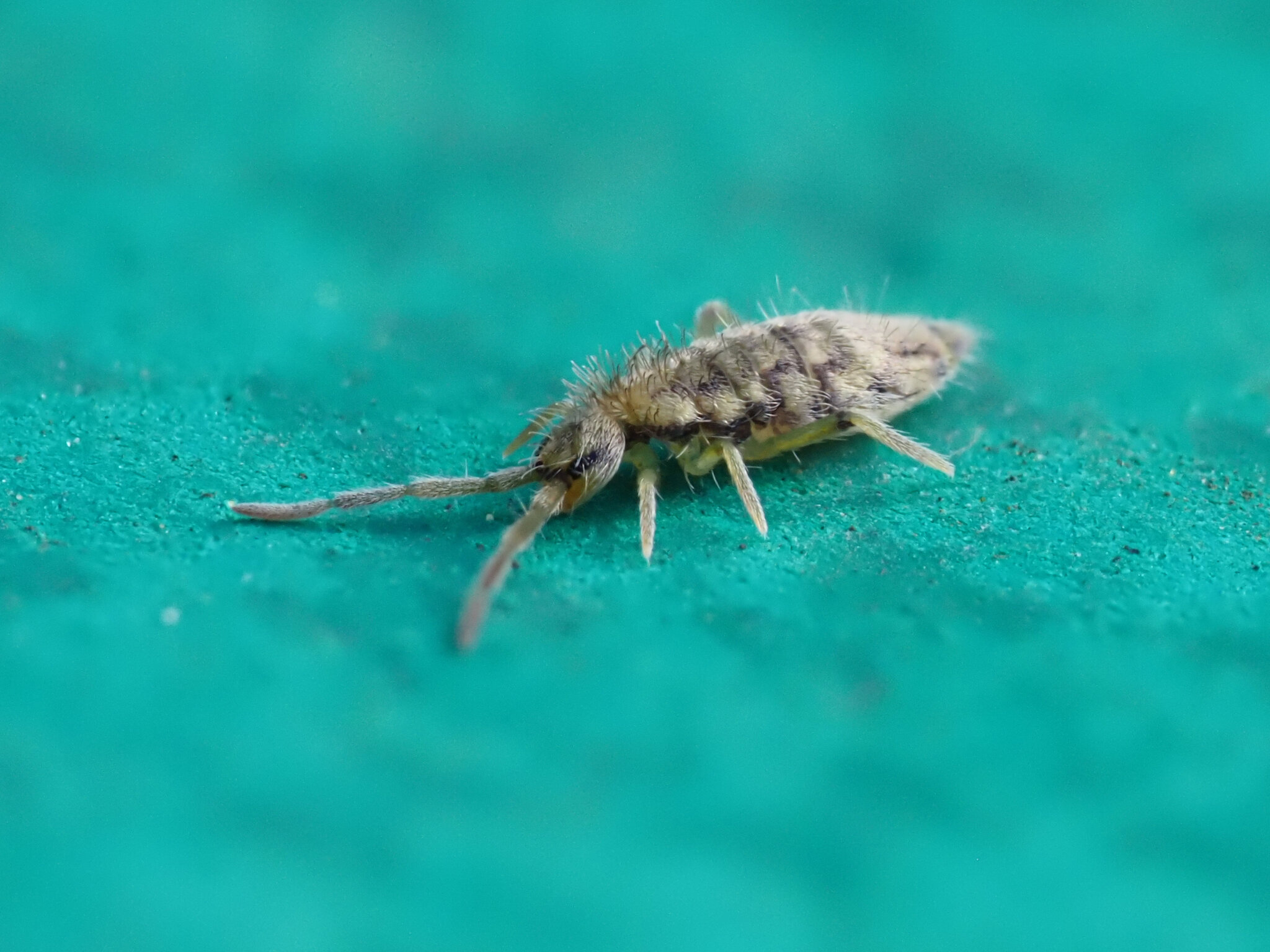 Entomobrya intermedia G.Brook, 1884