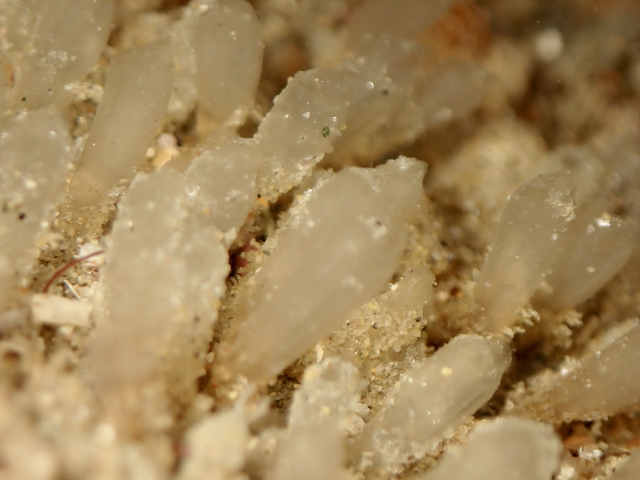 Euherdmania claviformis (Ritter, 1903)