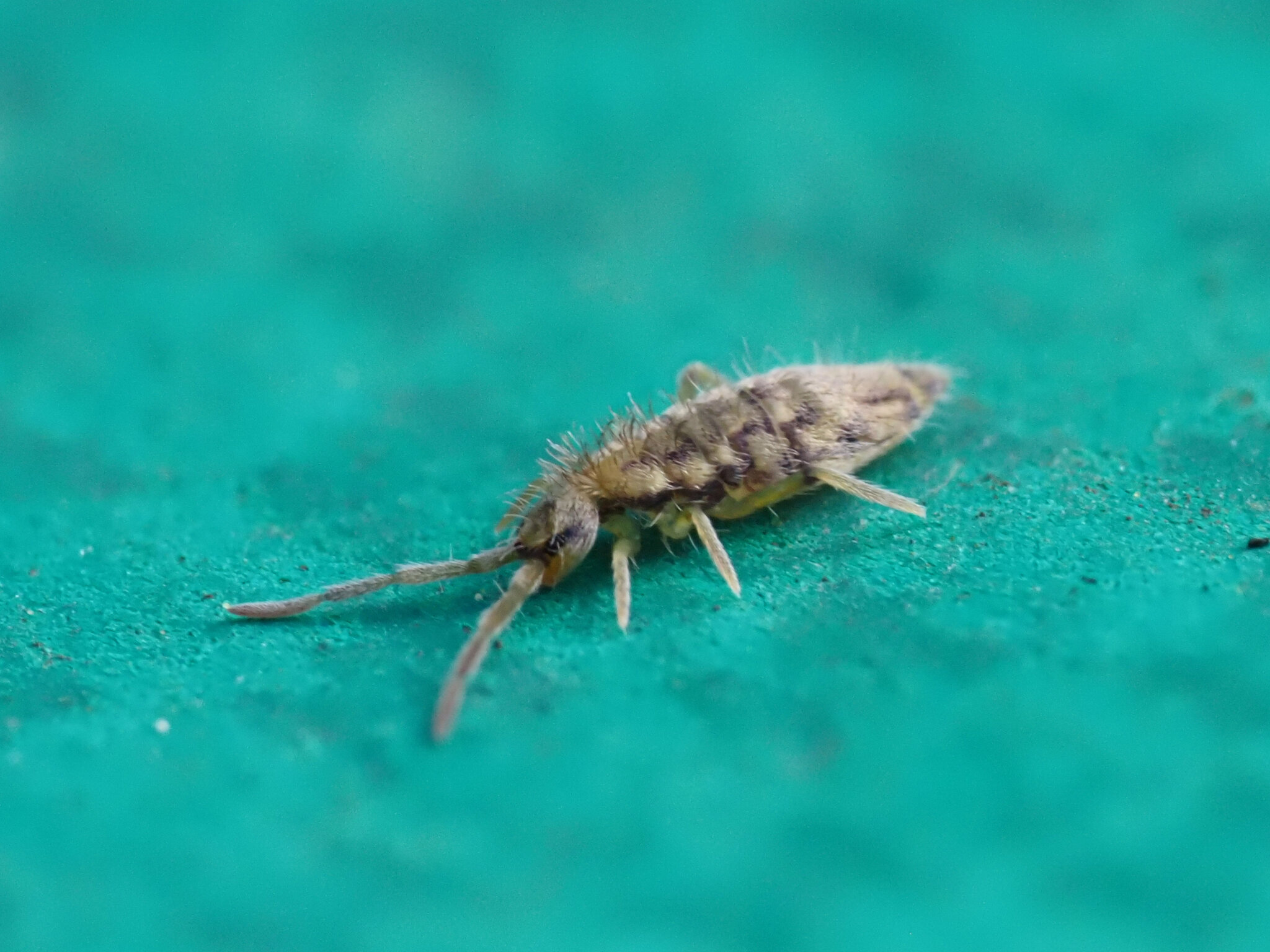 Entomobrya intermedia G.Brook, 1884
