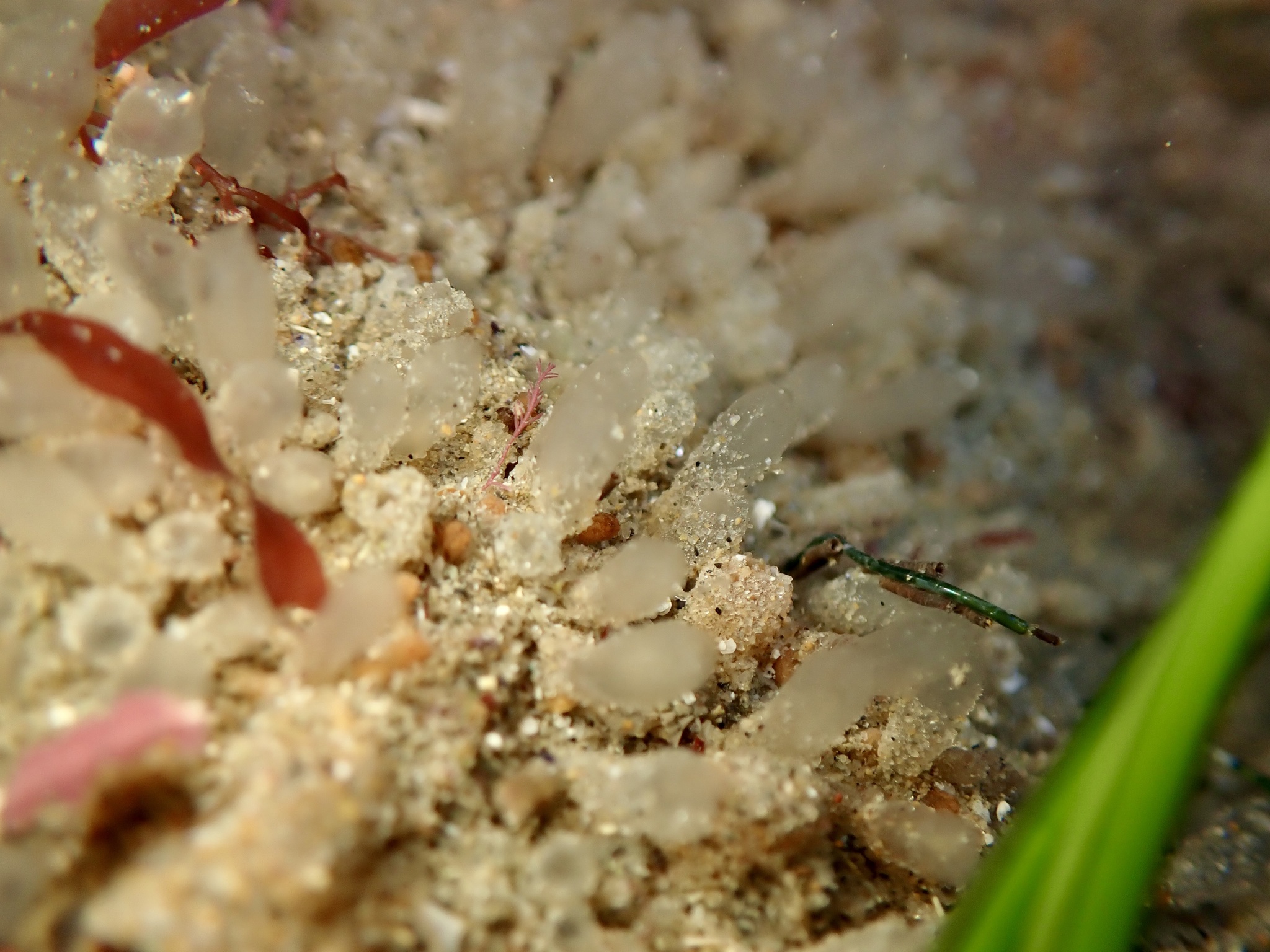 Euherdmania claviformis (Ritter, 1903)