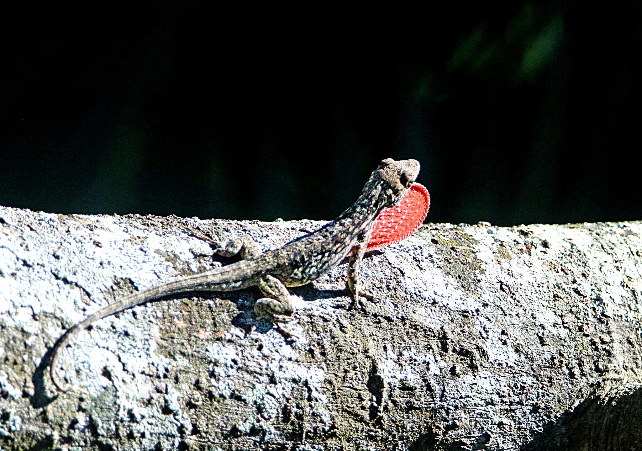 Charles Myer's Anole photo 4
