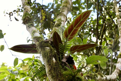 Philodendron subhastatum, photograph 6