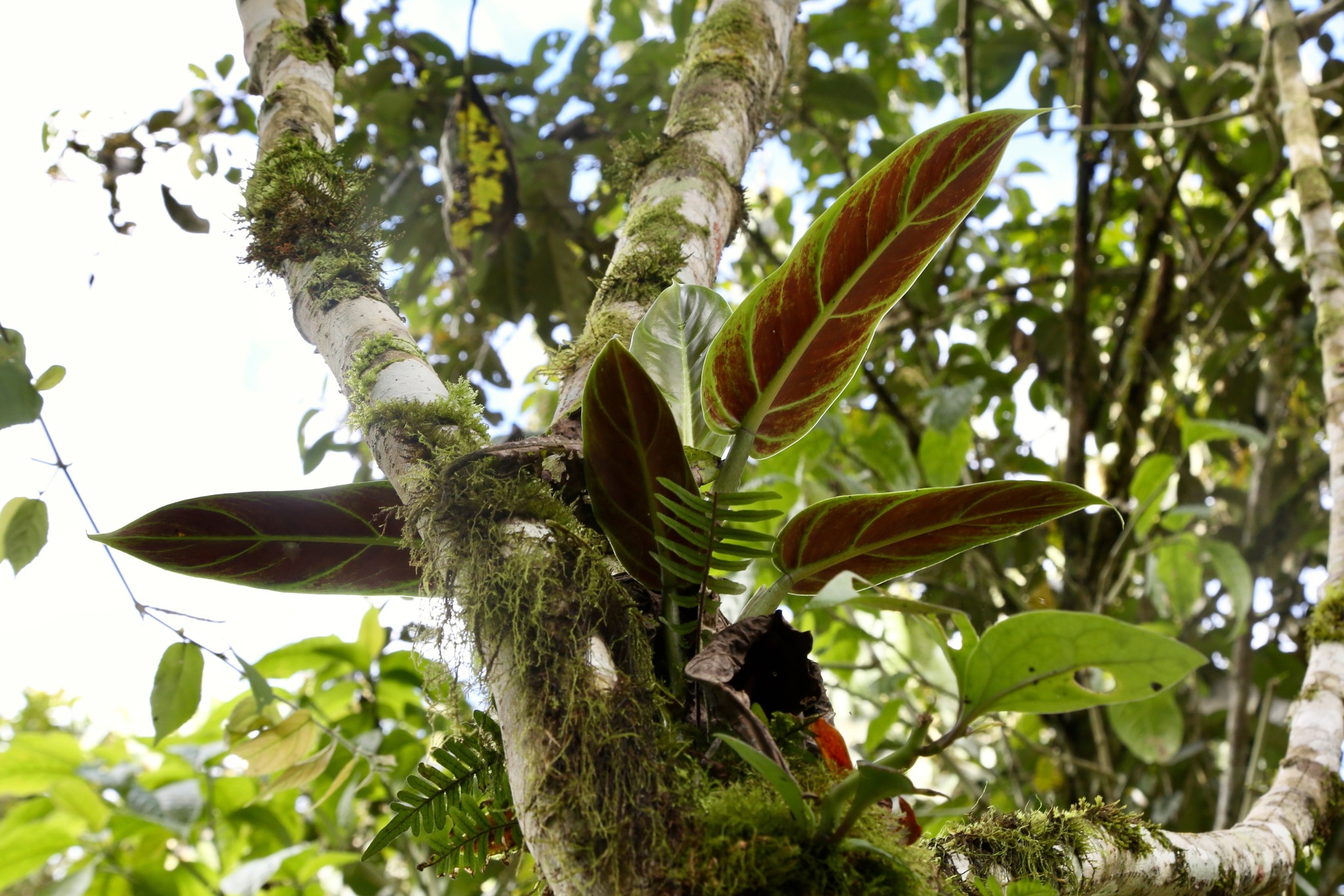 Philodendron Subhastatum