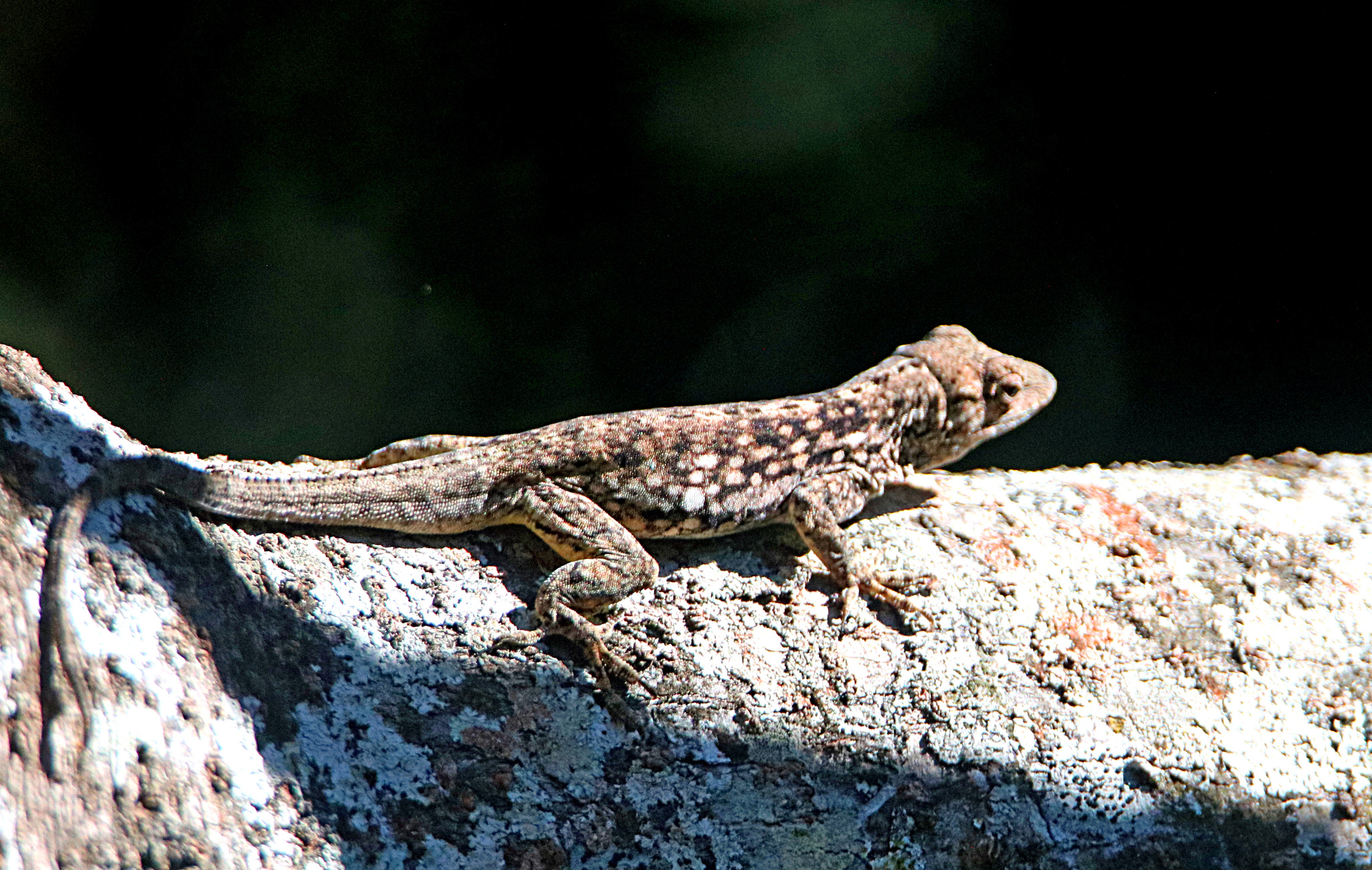 Charles Myer's Anole photo 5