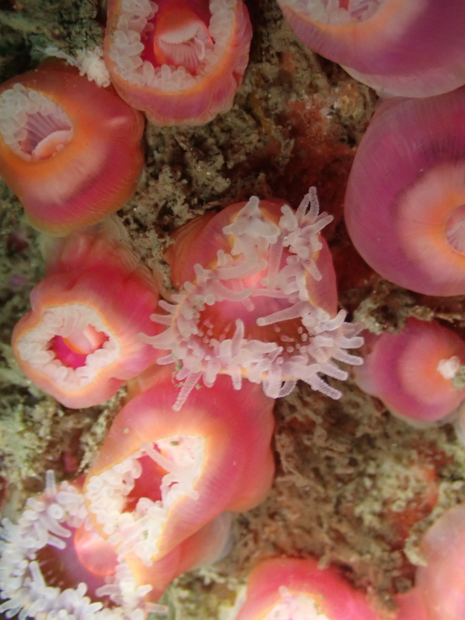 Corynactis californica Carlgren, 1936