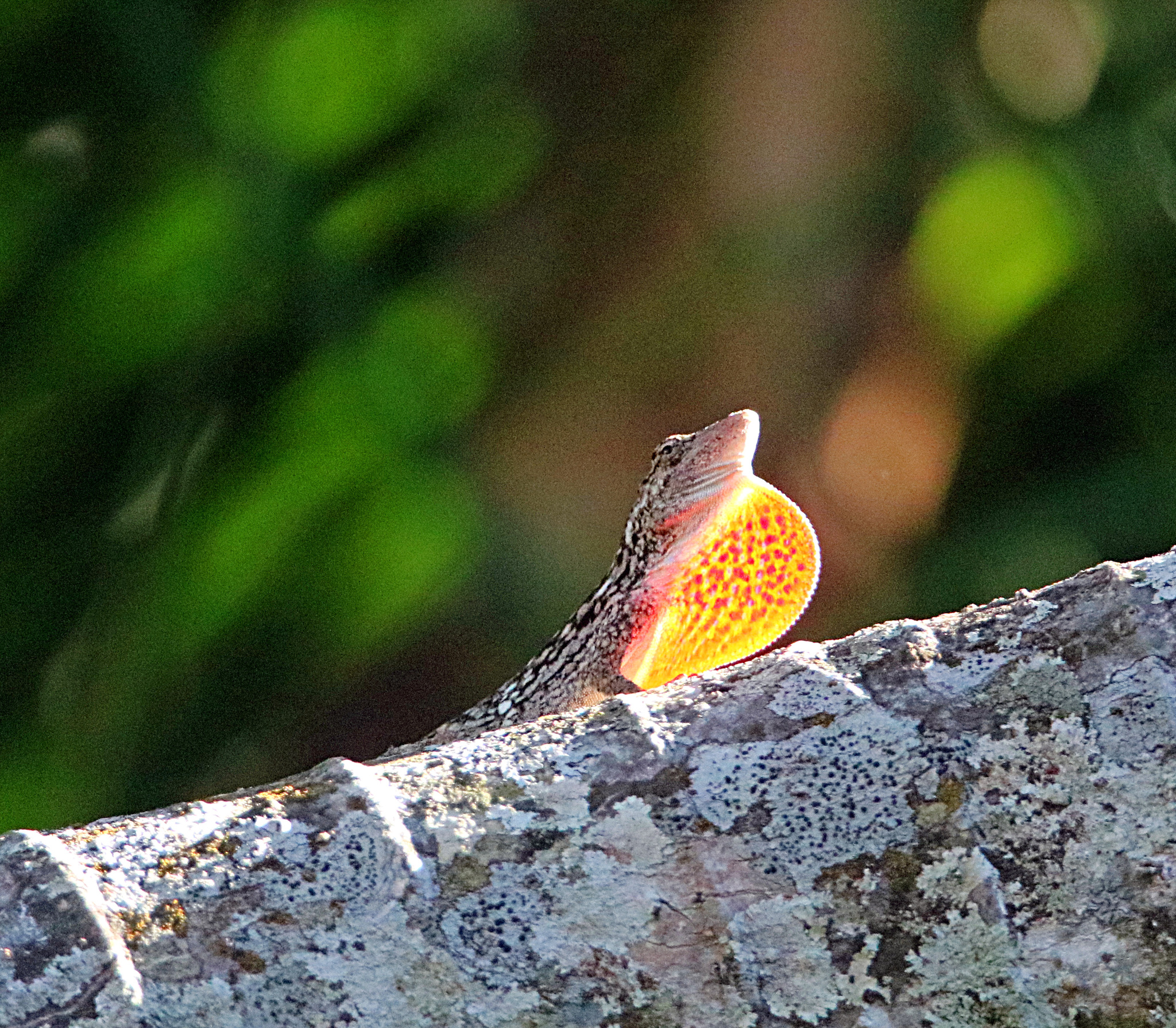 Charles Myer's Anole photo 6