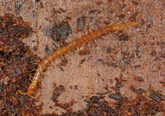 Cryptopidae