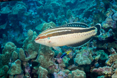 Yellowstripe Coris photo 5