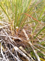Chionochloa flavescens