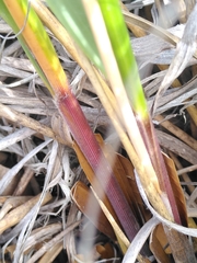 Chionochloa flavescens