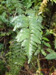 Asplenium pteropus