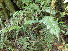 Asplenium pteropus