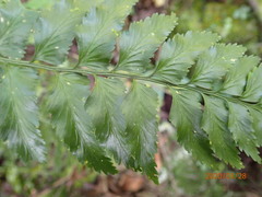 Asplenium pteropus
