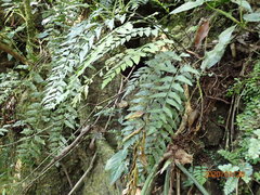 Asplenium pteropus