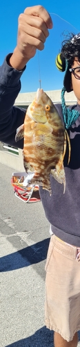 Hogfish (Lachnolaimus maximus) — Labridae