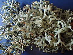 Hypogymnia inactiva