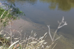 Himantopus mexicanus