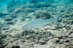 Indo-Pacific Bonefish photo 1