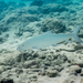 Shortjaw Bonefish - Photo (c) David R, some rights reserved (CC BY-NC), uploaded by David R