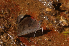 Diaethria pandama