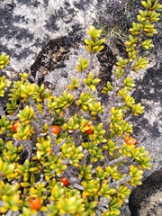 Coprosma fowerakeri