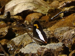 Adelpha pithys