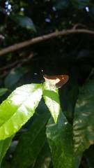 Sabera caesina