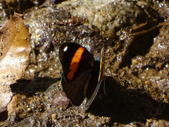 Diaethria pandama
