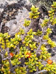 Coprosma fowerakeri