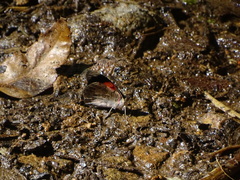 Diaethria pandama