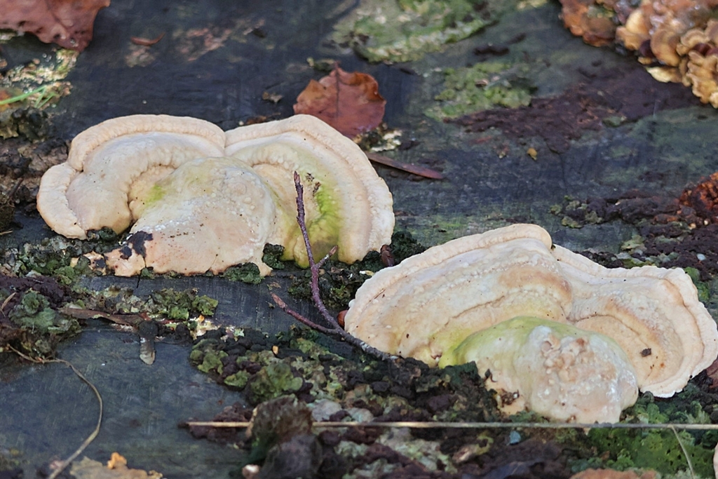 Trametes gibbosa · January 2026 · photo: © ikelman (iNaturalist, cc0)