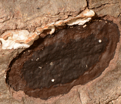 Biscogniauxia nummularia