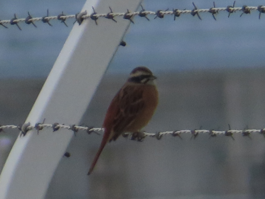 Meadow Bunting (Emberiza cioides), photo 5