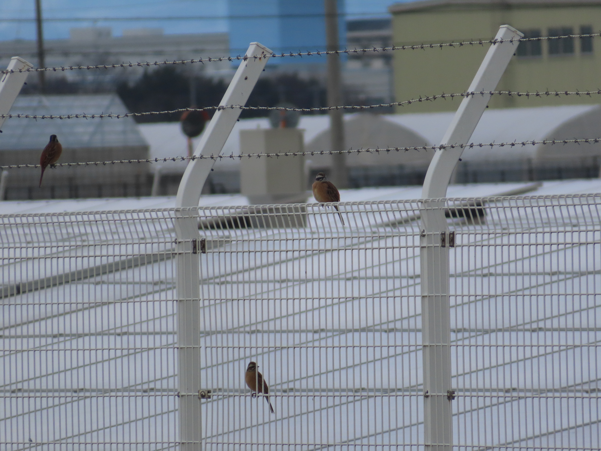 Meadow Bunting (Emberiza cioides), photo 6