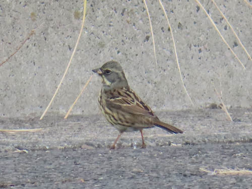 Masked Bunting (Emberiza personata), photo 10