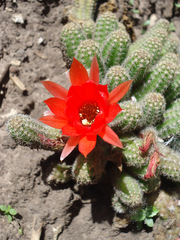 Lobivia silvestrii