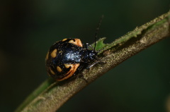 Metacycla