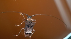 Polyrhaphis spinipennis