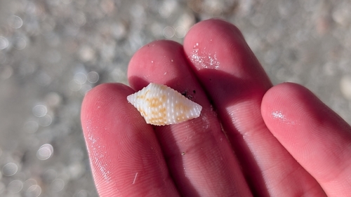 Conasprella jaspidea observed 2026-01-19