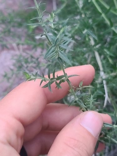 starry bedstraw (Galium stellatum)
