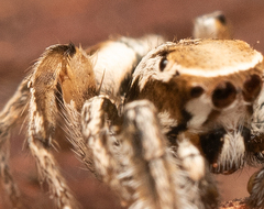 Habronattus clypeatus