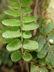 Goniopteris cordata