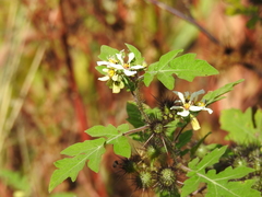 Solanum grayi
