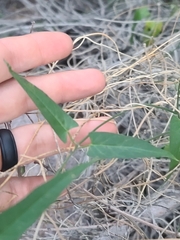 Daniel, CC0, iNaturalist via GBIF Funastrum heterophyllum, photograph Daniel, CC0, iNaturalist via GBIF