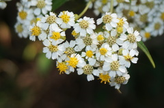 Alloispermum integrifolium