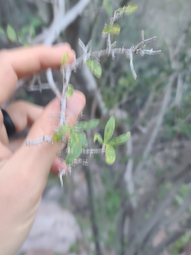 desert-olive (Forestiera shrevei)